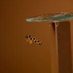 Anillo Dorado de Acero Inoxidable (ajustable) - Punteado fondo oscuro